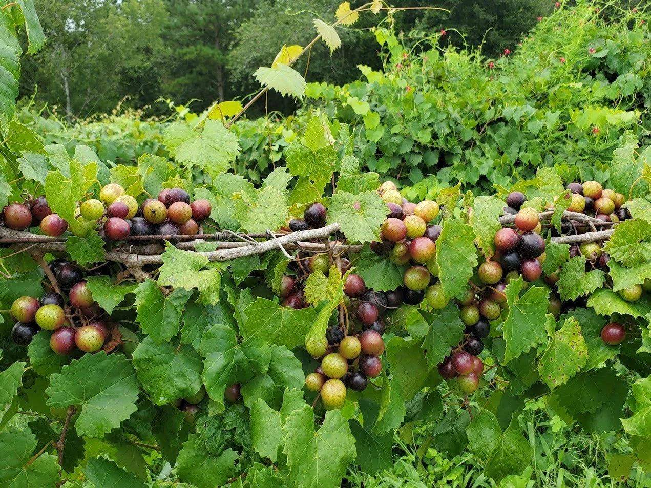 Alachua Muscadine Grape Plant - Live Rooted Starter - Self-Pollinating - Vitis rotundifolia - Zones 7-11