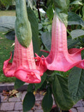 Red Prince Angel Trumpet Seeds - 10 Brugmansia Datura Flowers - USA Grown