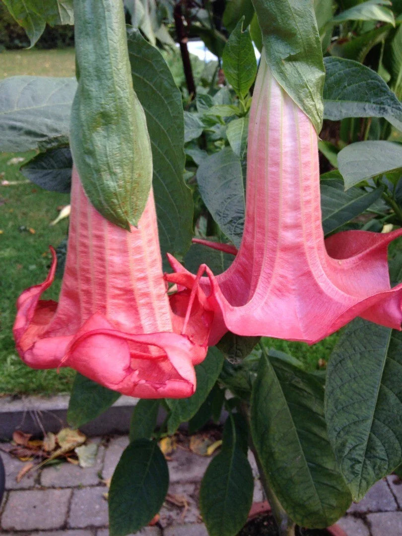 Red Prince Angel Trumpet Seeds - 10 Brugmansia Datura Flowers - USA Grown