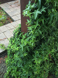 Organic Live Asterisk Ivy Cuttings - California USA - Fresh Green Indoor Plant Cuttings (Hedera helix)