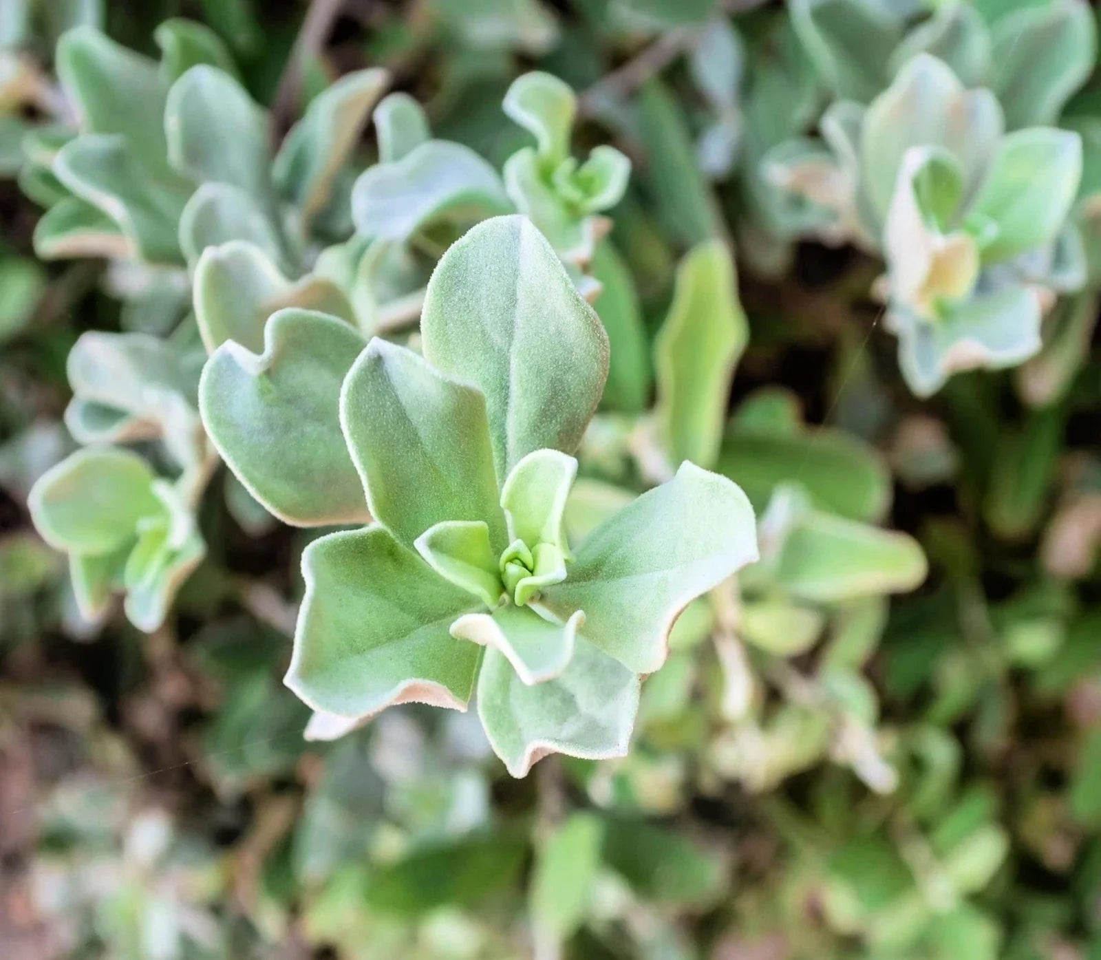 Silver Saltbush Seeds - 50 Seeds - Drought Tolerant Landscape Plant - Atriplex argentea - Made in USA