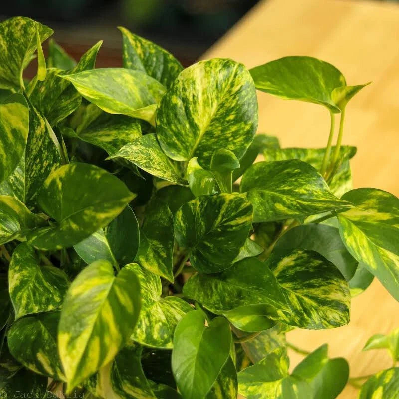 Golden Pothos Cuttings - 3 Variegated Giant Leaf Cuttings - Epipremnum aureum
