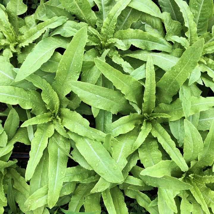 Sword Choy Seeds | AA Choy | Taiwanese Narrow Leaf Lettuce | Tajam Celtuce 2025