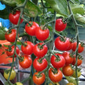 Supersweet 100 Tomato Seeds | F1 Hybrid | Non-GMO | Sweet Flavor | Lycopersicon esculentum