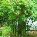 Graceful Bamboo Seeds - 100 Perennial Ornamental Seeds for Privacy - Phyllostachys aurea - US Seller