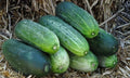 Spacemaster 80 Cucumber Seeds - Organic Heirloom, Non-GMO, 100+ Seeds - Cucumis sativus