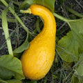 Crookneck Squash Seeds - Compact EZ Grow Variety for Short Season Gardening - Cucurbita pepo