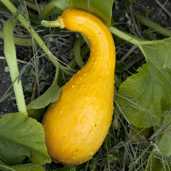 Crookneck Squash Seeds - Compact EZ Grow Variety for Short Season Gardening - Cucurbita pepo