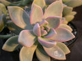 Ghost Plant Cuttings - Graptosedum Rosette Succulent - Beautiful Cascading Cuttings for Home Decor or Gardening