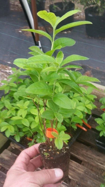 Mandarin Lights Azalea Starter Plant – Orange Deciduous Azalea (Rhododendron ‘Mandarin Lights’) – Live Bareroot Flowering Shrub