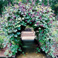 Hyacinth Bean Vine Seeds - 20 Seeds - Purple Pod Beans - Dolichos Lablab