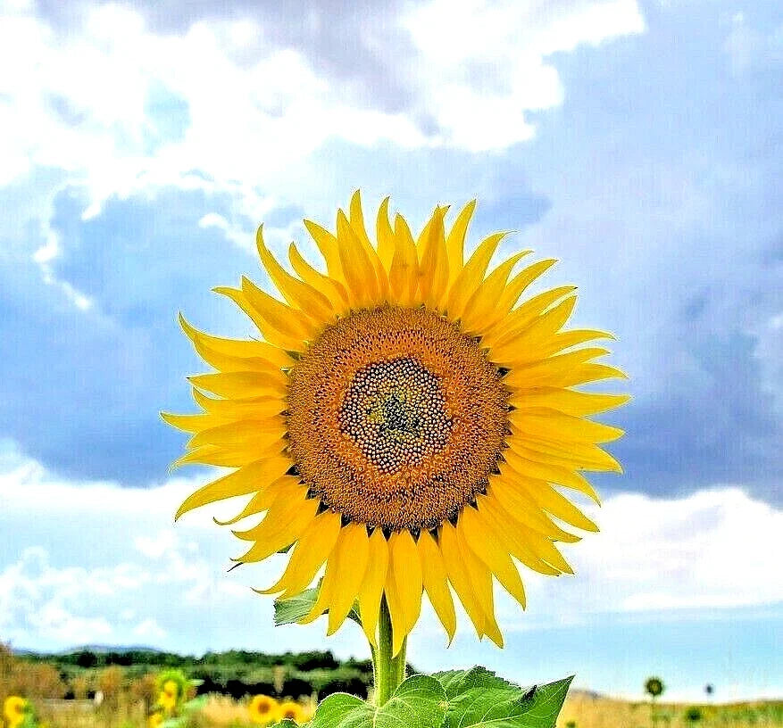 Giant Mongolian Sunflower Seeds - 10 Heirloom Seeds, Rare Behemoth Variety, Helianthus giganteus