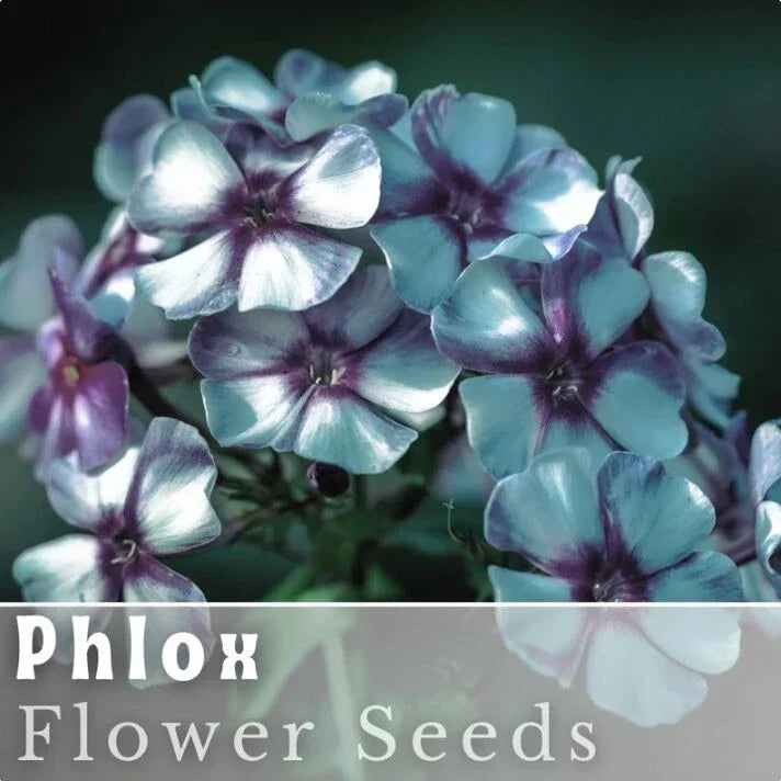 Phlox Seeds - 125 Seeds - Bold Stripe Annual Garden Flower Seeds - Phlox paniculata