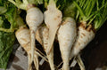 Shogoin Turnip Seeds - Japanese Salad - Non-GMO - Various Sizes - Brassica rapa