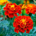Red Cherry Marigold Seeds - 25+ Pack - Tagetes patula - Ideal for Garden Planting - USA Grown