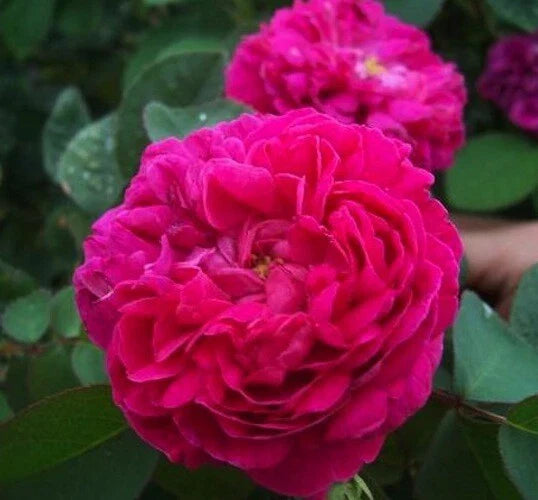 Rosa Damascena Cuttings - 10 Fresh Cuttings - Fragrant Rose Variety - Ideal for Garden or Home Use