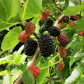 Live Mulberry Tree Plant | Well-Rooted | 1-4 Years Old | Morus spp. | Free Shipping | USA Seller