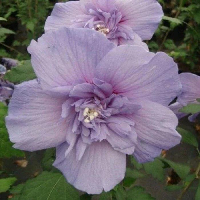 Double Light Purple Hibiscus Seeds - 20 Perennial Flower Seeds - Hibiscus rosa-sinensis
