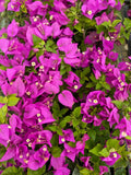 Bougainvillea Starter Plant - Royale Purple - Well Rooted - Bougainvillea spp. - USA Seller