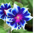 Morning Glory Seeds 100 Count - Blue and White Varieties - Ipomoea tricolor