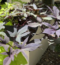 Sweet Potato Cuttings - 5 Rooted Heirloom Blackie Cuttings for Pots and Beds - Ipomoea batatas