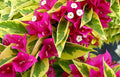 Pink Pixie Queen Bougainvillea Starter Plant - Small Well Rooted - Tropical Flowering Plant - Bougainvillea spp.