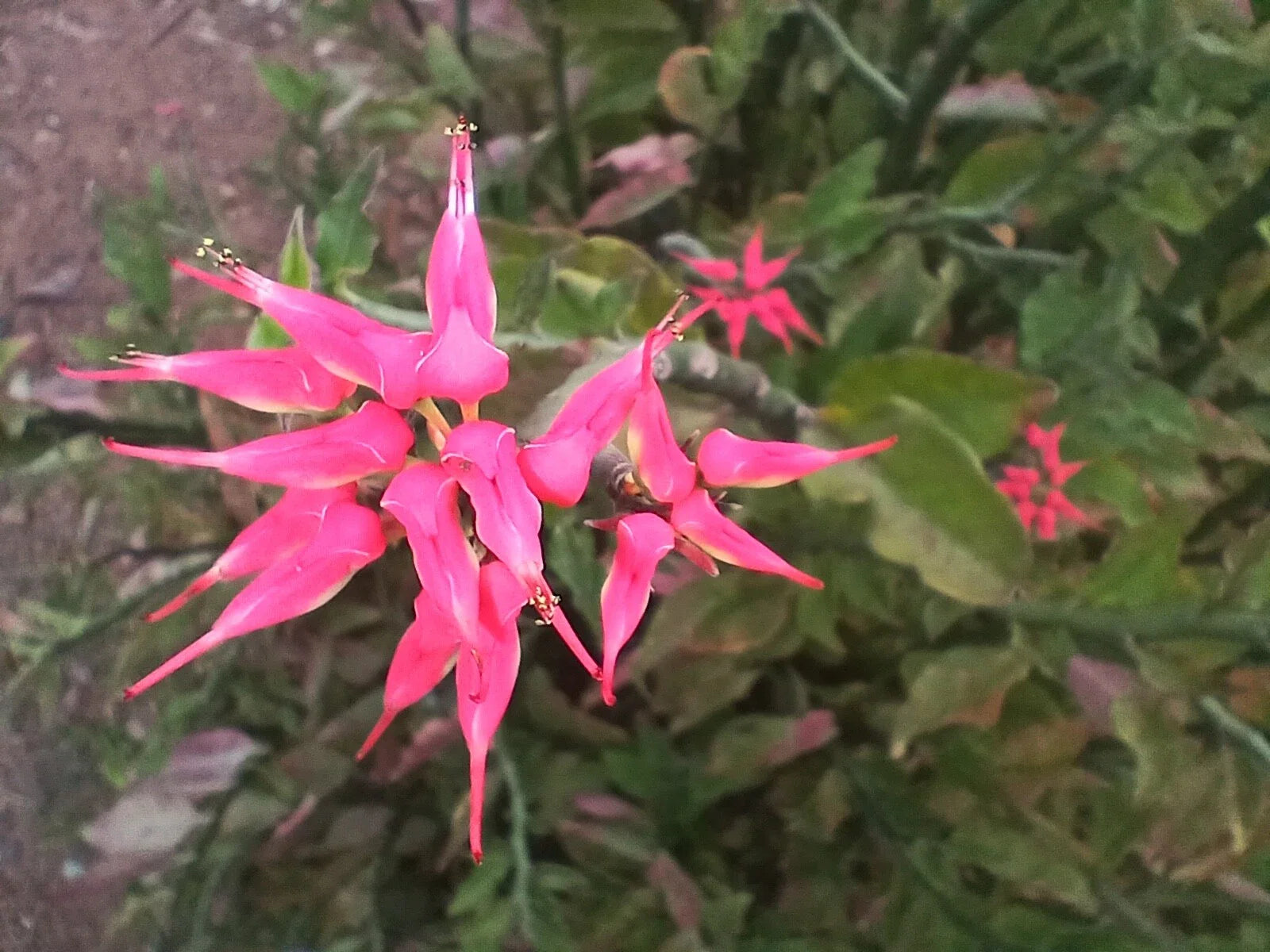 Fresh Cuttings 4x12” Devil's Backbone Succulent with Slipper Pink Flowers (Euphorbia tithymaloides)