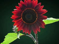 Organic Chocolate Cherry Sunflower Seeds - 50 Pack - Helianthus annuus - USA Grown, Free Shipping