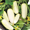 White Wonder Cucumber Seeds - 50+ Count - Ivory King Long - Heirloom Vegetable Seeds for 2025 Planting