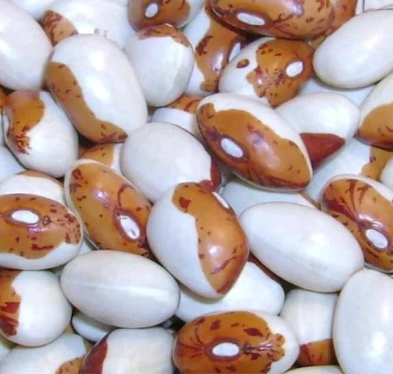 Hidatsa Shield Bean Seeds - 30 Seeds for Planting - Heirloom Variety, Easy to Grow, Nutrient-Rich (Phaseolus vulgaris)