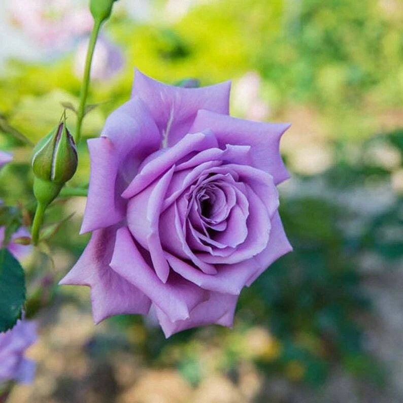 Light Purple Rose Seeds - 10 Perennial Shrub Flower Seeds - Rosa spp.