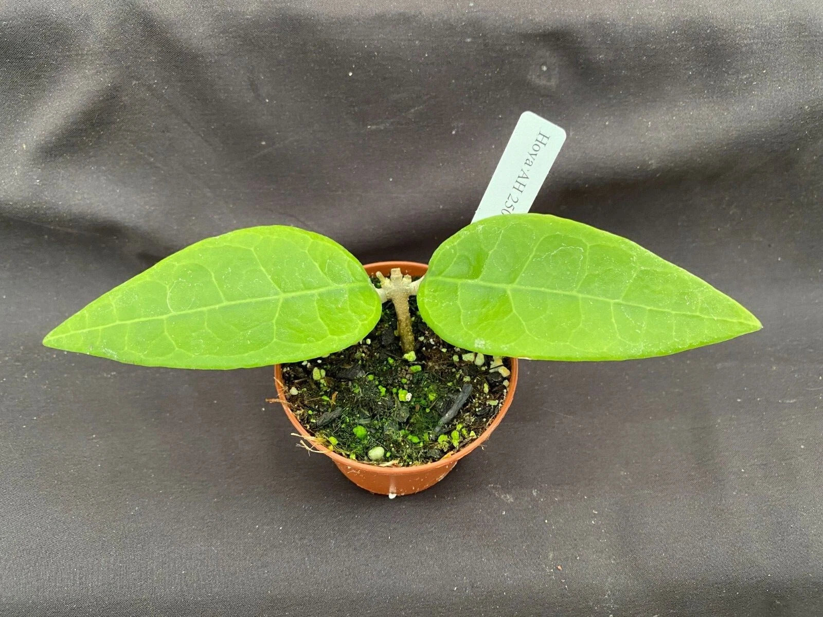 Rare Hoya AH 250 Rooted Plant 2.5" Pot
