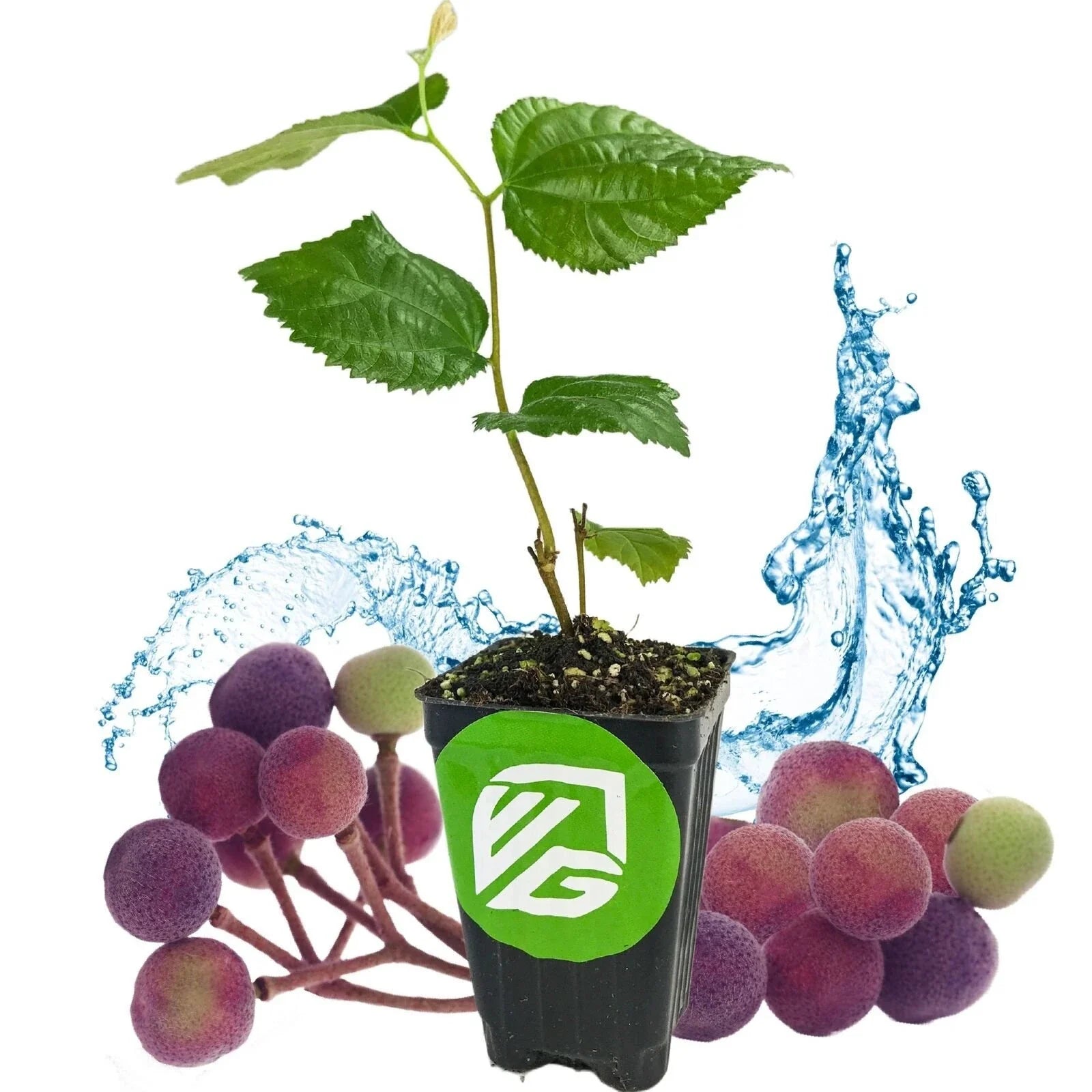 Sherbet Berry Live Plant - Grewia asiatica - 3-Inch Pot - Fresh Green Foliage