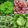 Lettuce Seeds Bulk - Organic Non-GMO Iceberg Romaine - Garden Vegetables - Perfect for Home Gardening