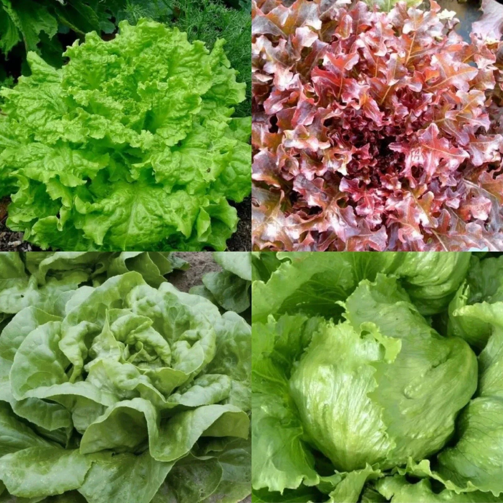 Lettuce Seeds Bulk - Organic Non-GMO Iceberg Romaine - Garden Vegetables - Perfect for Home Gardening