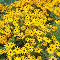 Goldsturm Rudbeckia Seeds - 200+ Pack - Black-Eyed Susan - Rudbeckia hirta - USA Grown - Free Shipping