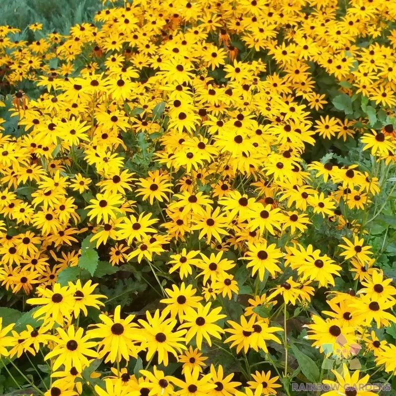 Goldsturm Rudbeckia Seeds - 200+ Pack - Black-Eyed Susan - Rudbeckia hirta - USA Grown - Free Shipping