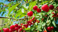 Early Richmond Cherry Seeds - 10+ Pack for Garden Planting - Prunus cerasus - USA Grown, Fast Shipping