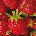 Strawberry Plants 10 Roots Allstar June-bearing Fragaria ananassa + 7 Pomegranate Cuttings