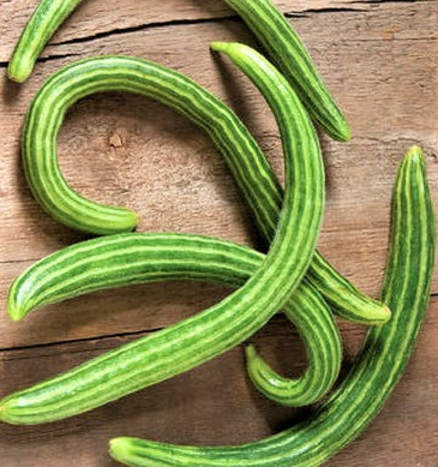Dark Armenian Cucumber Seeds - 50 Non-GMO Seeds - Heirloom Variety - Cucumis melo subsp. melo