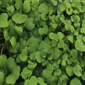 True Watercress Seeds - 1,000 Heirloom Non-GMO Seeds - Nasturtium officinale - Fresh Culinary Herb Gardening