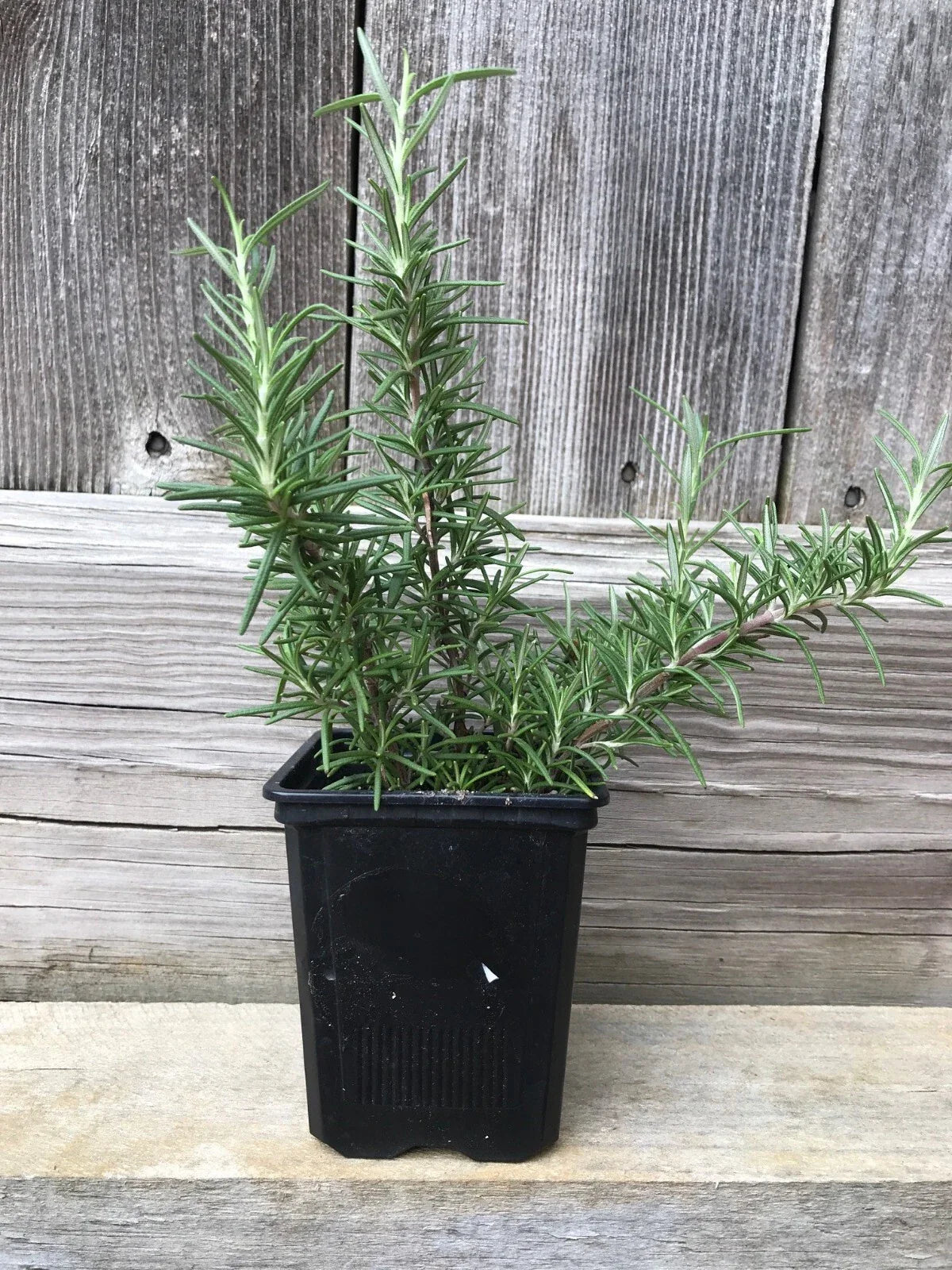 Live Rosemary Plant - 4 Bare Root Cuttings - Aromatic Culinary Herb (Rosmarinus officinalis) - Free Shipping