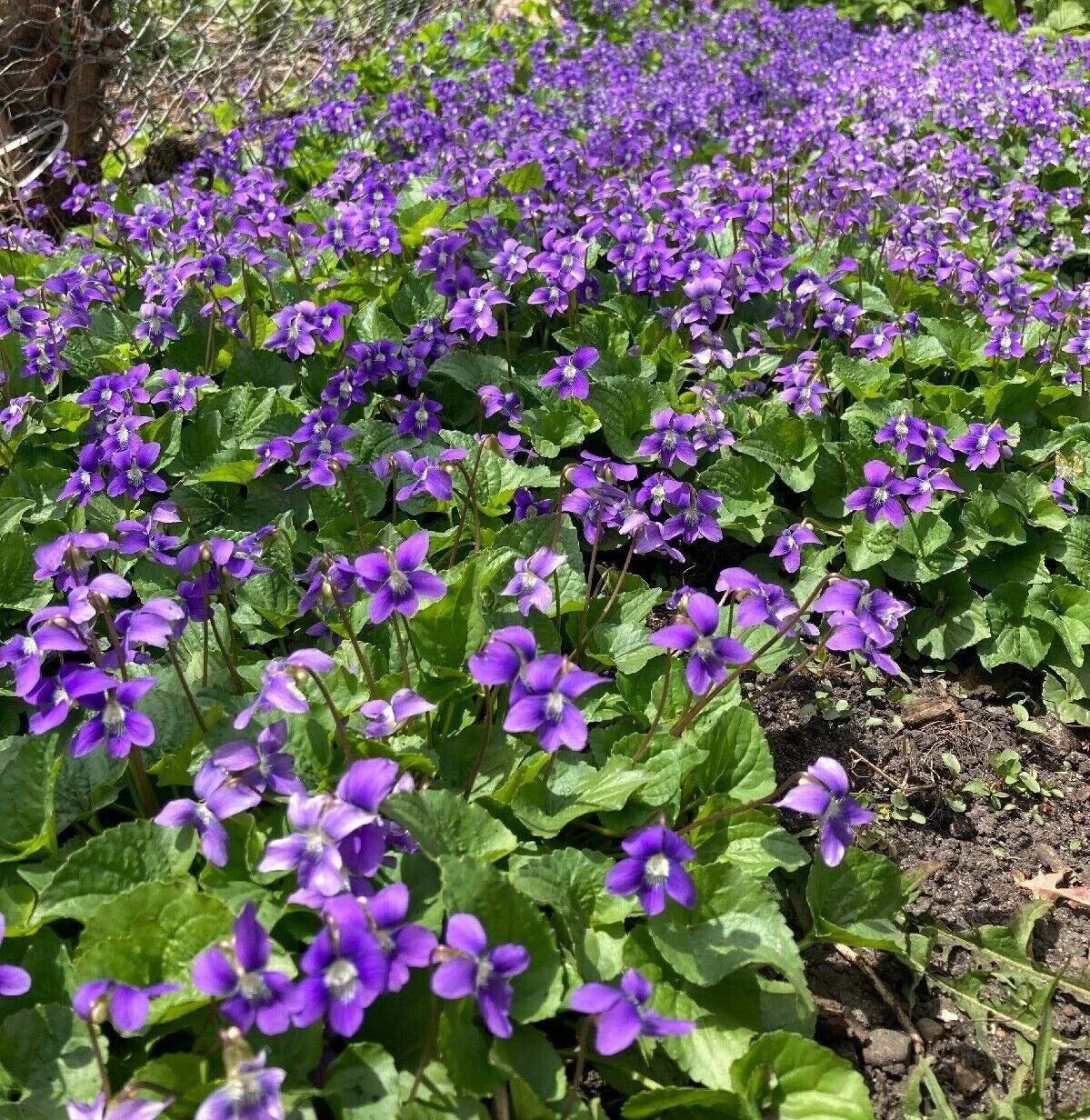 Purple Wild Violet Rhizomes 30+ Bareroot Organic Viola Perennial Edible Herbaceous Plant