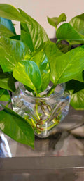 Golden Pothos Cuttings - Healthy Indoor House Plant - Easy Care Epipremnum aureum