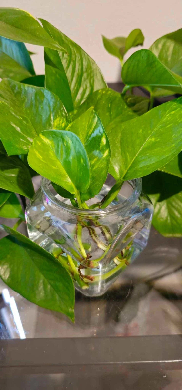 Golden Pothos Cuttings - Healthy Indoor House Plant - Easy Care Epipremnum aureum
