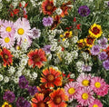Hummingbird Butterfly Wildflower Seed Mix 200+ Seeds, Zinnia & Aster Variety, Non-GMO Wildflower Blend
