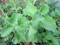 Cuban Oregano Cuttings - 6 Live Unrooted Edible Herb Plants - Plectranthus amboinicus