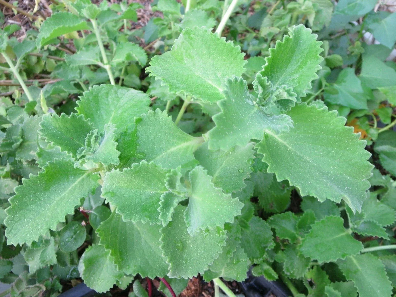 Cuban Oregano Cuttings - 6 Live Unrooted Edible Herb Plants - Plectranthus amboinicus
