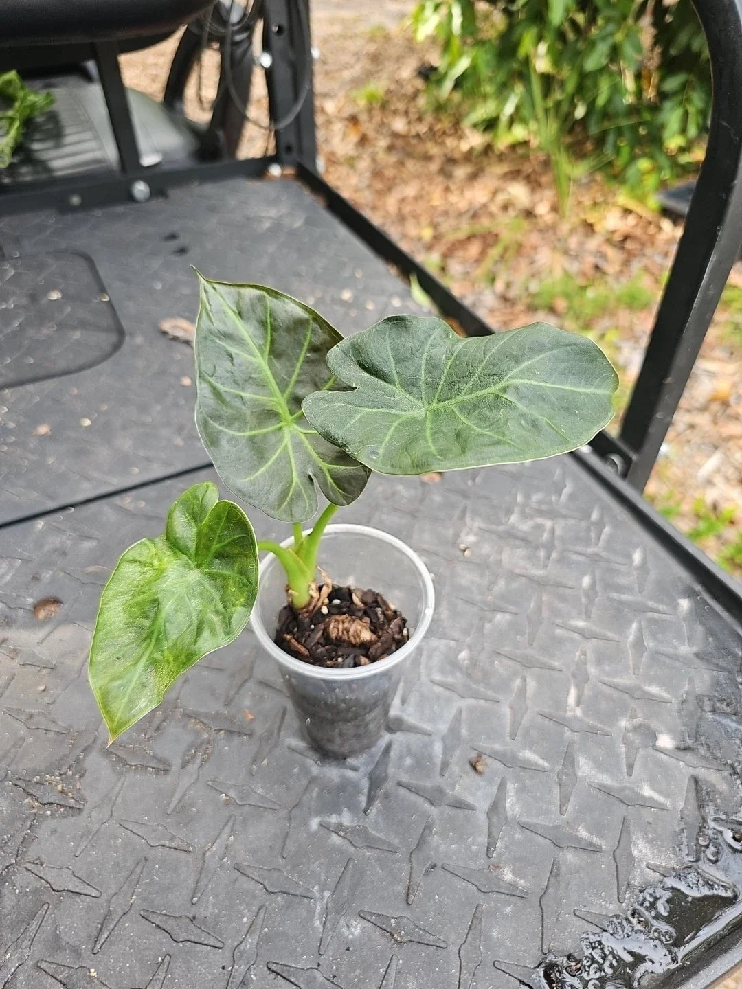 Alocasia Regal Shields Houseplant, 3" Pot, Elephant Ear, Tropical Indoor Plant, Alocasia 'Regal Shields'