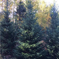 Fraser Fir Bare Root Tree Seedlings for Christmas Landscape - Abies fraseri - Ships Spring 2025